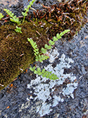 Alpine Woodsia