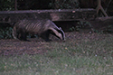 badger