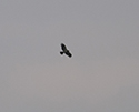 Booted Eagle