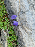 Blue Fairy’s thimble