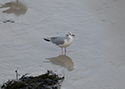 Bonaparte's Gull