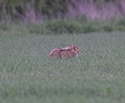 Brown Hare