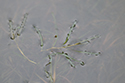 blunt leaved pondweed