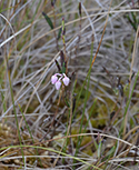Bog Rosemary