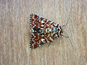 Beautiful yellow underwing
