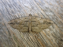 Cryptic Fern