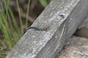 Common Lizard