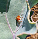 Cream Streaked Ladybird