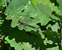 CLub Tailed Dragonfly