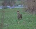 Chinese Water Deer
