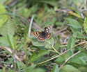 Duke of Burgundy
