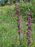 Dark Red Helleborine