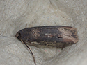 Dark Swordgrass