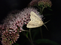 Fenn’s wainscot