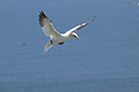 Gannet