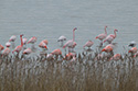 Greater Flamingo