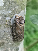 Goat Moth