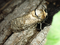 Goat Moth