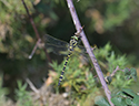 Golden Ringed dragonfly