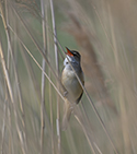 Great Reed Warbler