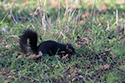 Melanistic Grey Squirrel