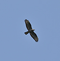 Honey Buzzard
