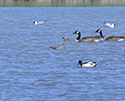 Hudsonian Godwit