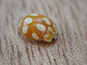 Jersey Ladybird