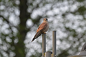 Kestrel