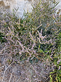 Kent Sea Lavender