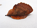 Lappet