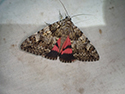 light crimson underwing