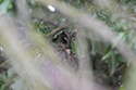 Long Eared owl