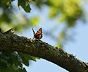Large Tortoiseshell