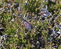 Mountain Burnet