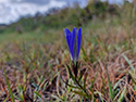 Marsh Gentian
