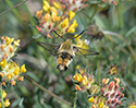 Narrow Bordered Bee Hawkmoth
