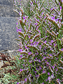 Norfolk Rock Sea Lavender