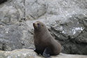 New Zealand Fur Seal