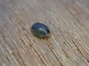 Oak Scymnus
