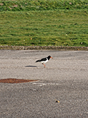 Oystercatcher