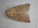 Pale Lemon Sallow