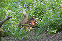 Red Squirrel