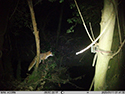 Red Fox