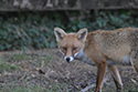 Red Fox
