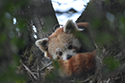 Red Panda