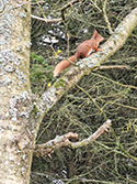 Red Squirrel