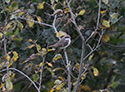 Red Tailed Shrike