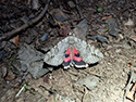 Rosy Underwing