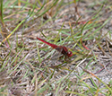 Scarlet Darter